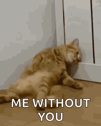 H2di Cat Dead GIF