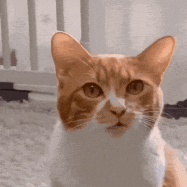 Ha Heng Cat GIF