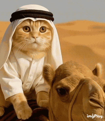 Habibi Cat GIF