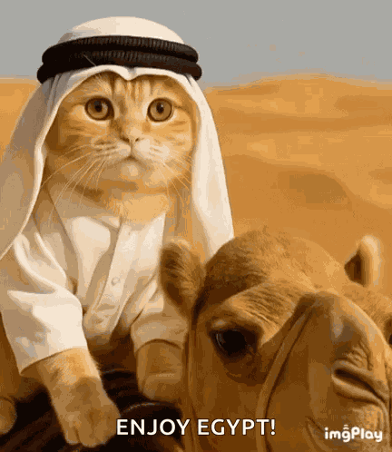 Habibi Cat GIF