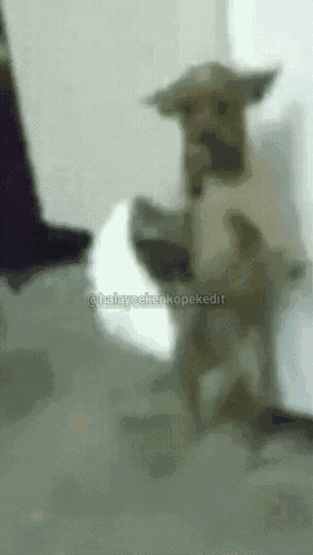 Halay Ceken Kopek GIF