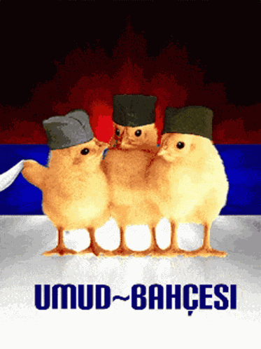Halay GIF