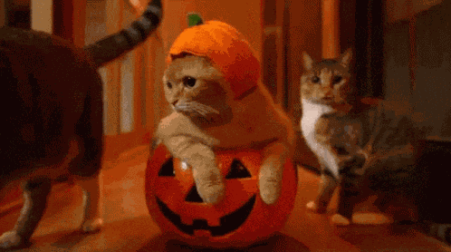 Halloween Halloween Cat GIF