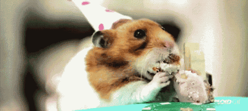 Hamster And Cake GIF