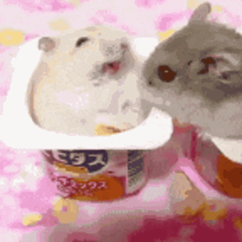 Hamster Kurumichan GIF