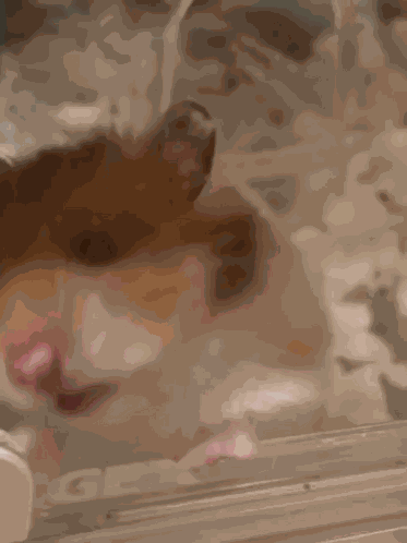 Hamster Lick GIF