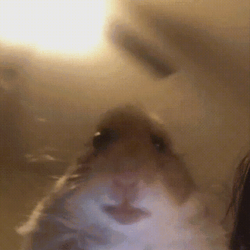 Hamster Meme GIF