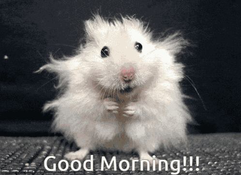 Hamster-morning Meme