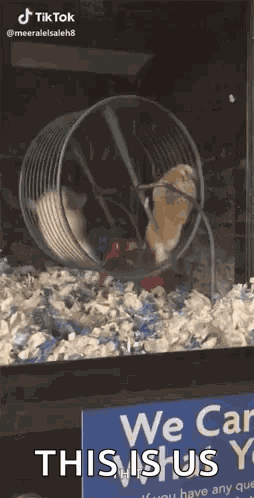 Hamster Playing GIF