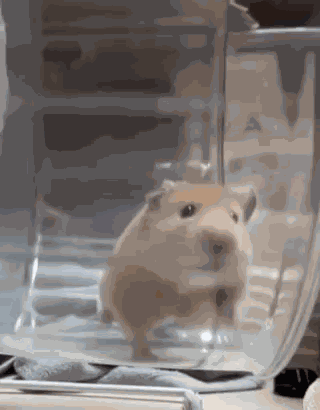 Hamster Run GIF
