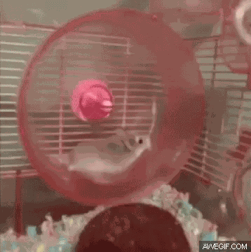 Hamster Servers GIF
