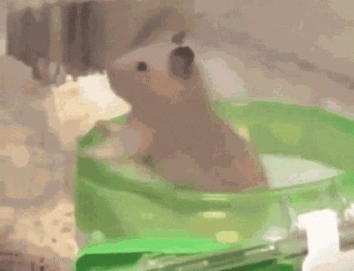 Hamster Spinning GIF