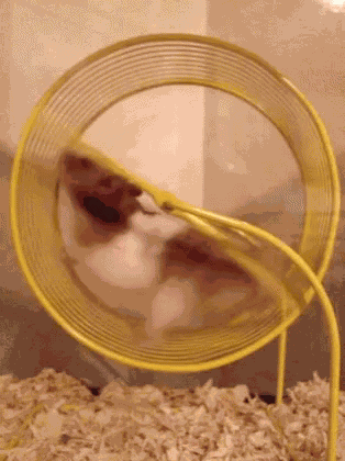 Hamster Wheel GIF