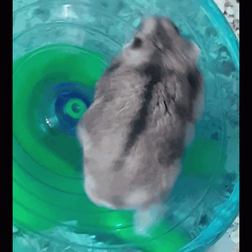 Hamsters Hamster Wheel GIF