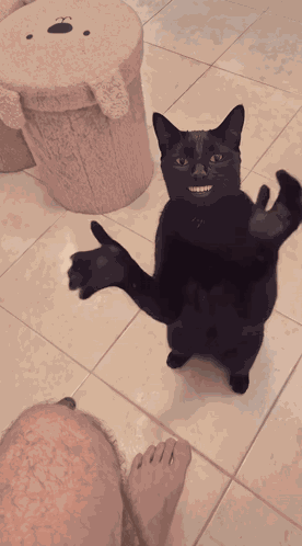 Handshake Cat Meme GIF