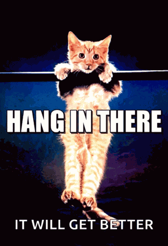 Hanginthere Kitten GIF