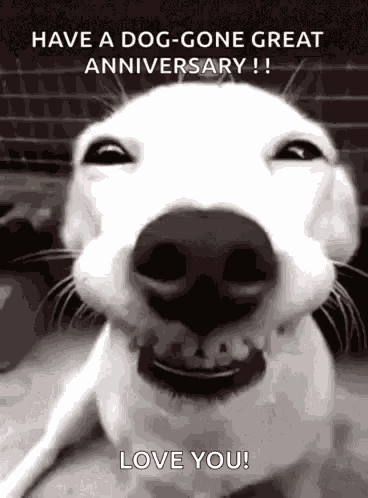 Happy Anniversary GIF
