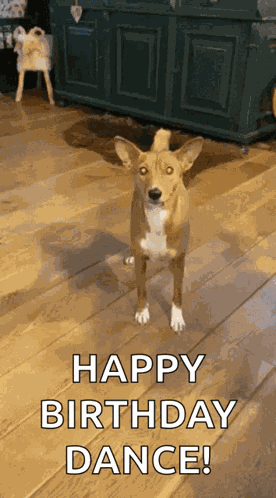 Happy Basenji Happy Dog GIF