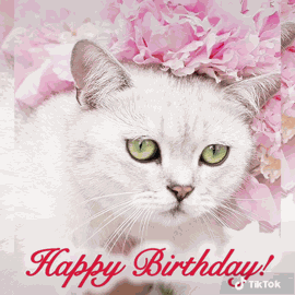 Happy Birthda Cat White Cat GIF