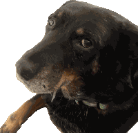 Happy Birthday Dog Side Eye Sticker