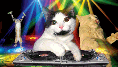 Happy Birthday Happy Birthday Cat GIF