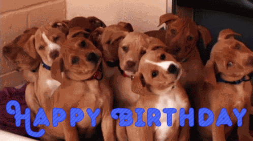 Happy Birthday Puppies GIF