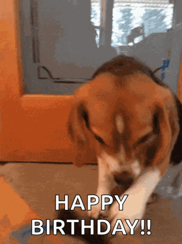 Happy Birthday Wishes GIF