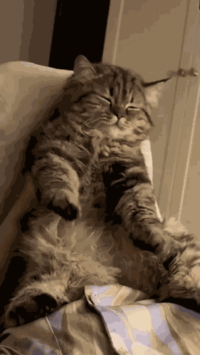 Happy Cat Cat Chilling GIF