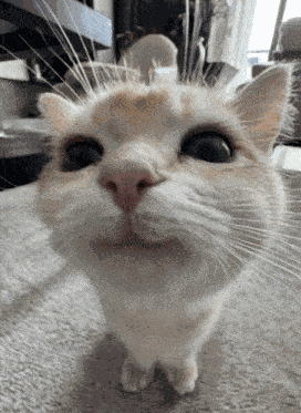Happy Cat Silly Cat GIF