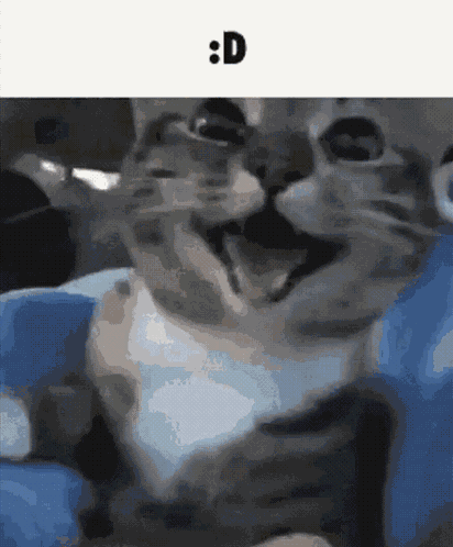 Happy Cat Stare D Cat GIF