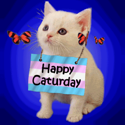 Happy Caturday Happy Saturday GIF