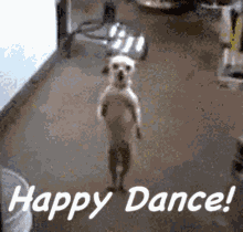Happy Dance Dog GIF