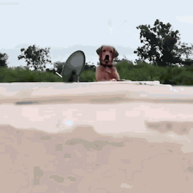 Happy Dog Dog GIF