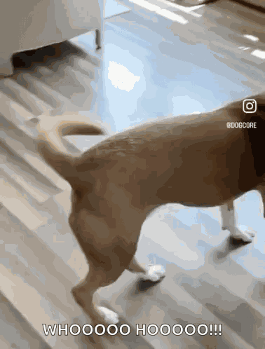 Happy Dog Excited Dog GIF