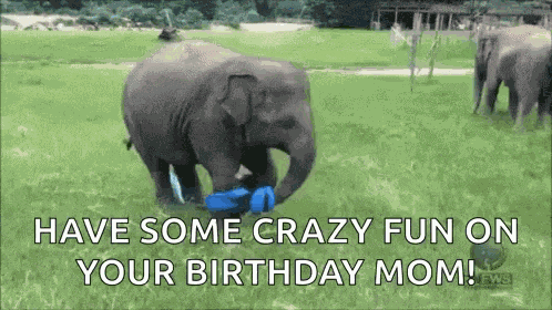 Happy Elephant GIF