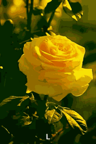 Happy Friendship Day Yellow Rose GIF