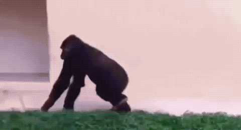 Happy Gorilla GIF