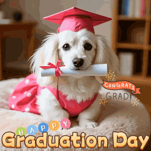 Happy Graduation Day Graduate GIF