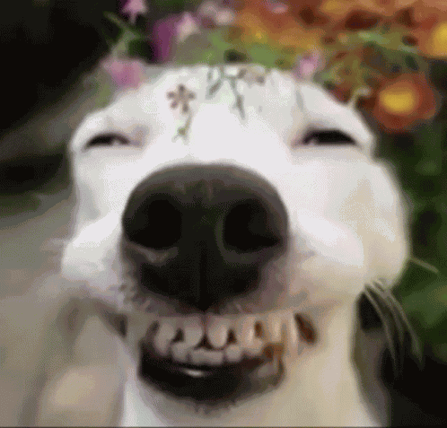 Happy Happy Dog GIF