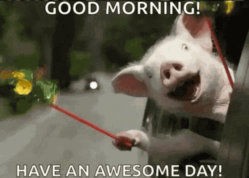 Happy Pig GIF