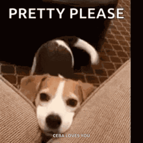 Happy Pretty Please GIF