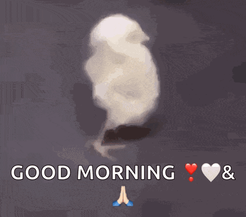 Happy Saturday Good Morning GIF