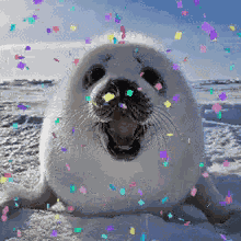 Happy Seal GIF