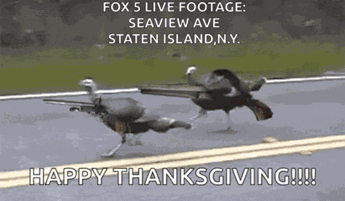 Happy Thankgiving GIF