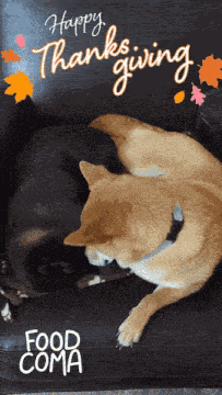 Happy Thanksgiving Thanksgiving GIF