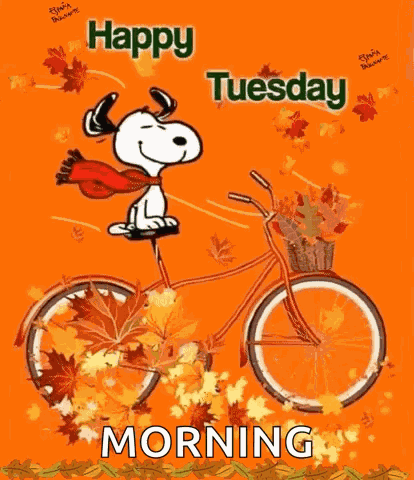 Happy Tuesday GIF