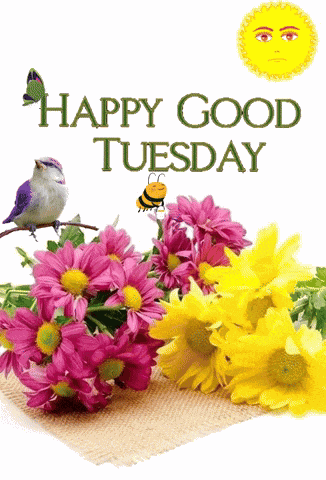 Happy Tuesday GIF