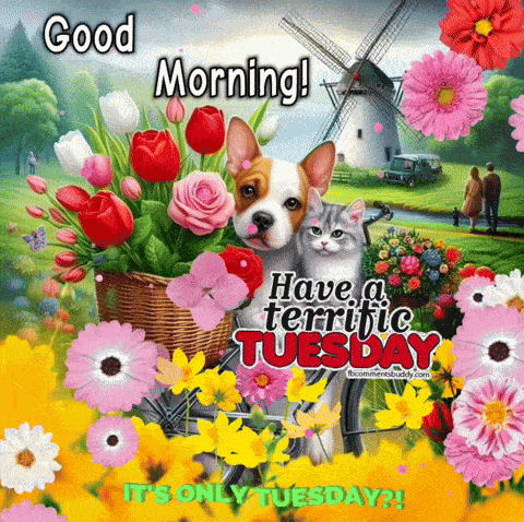 Happy Tuesday GIF