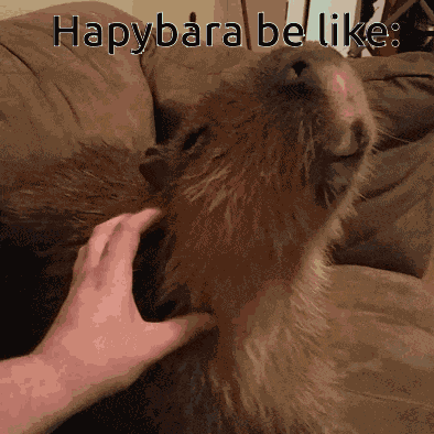 Happybara Hapybara GIF