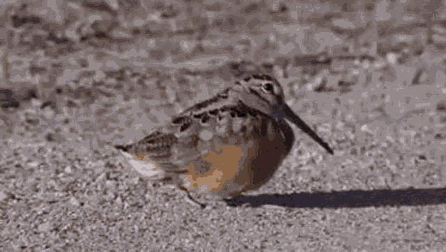 Harry Brasier Bird GIF